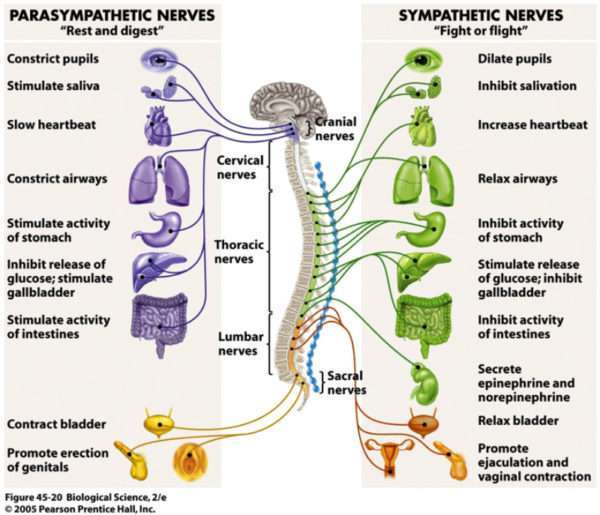 Parasympathetic