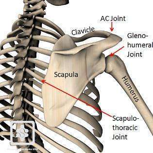 Scapulothoracic-joint