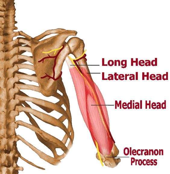 TRICEPS: THE OVERLOOKED COMPONENT OF SHOULDER STRENGTH - Pure